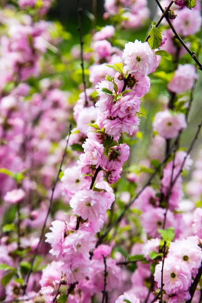 Rama floreciente de primavera — Foto de Stock