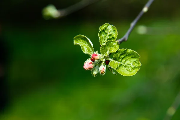 Mariquitas en flor de primavera — Foto de Stock