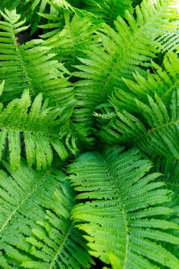 çalılar fern arka plan