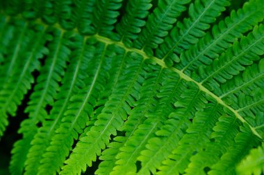 çalılar fern arka plan