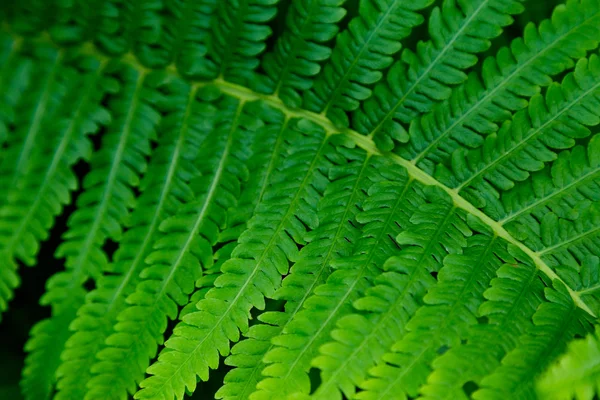 Arbusti felce sfondo — Foto Stock