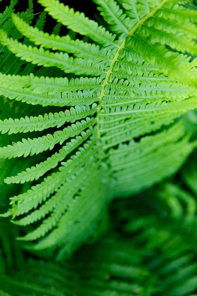 Arbusti felce sfondo — Foto Stock