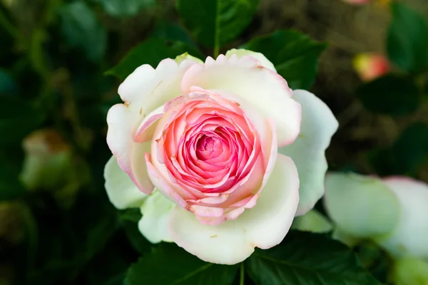 Rosa rosa en el jardín verde — Foto de Stock