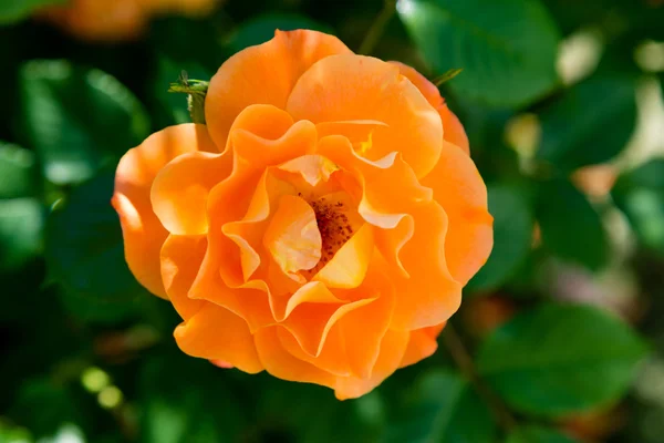 Rosa naranja en jardín verde —  Fotos de Stock