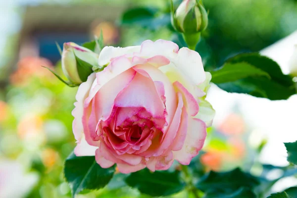 Pink rose on green garden — Stock Photo, Image