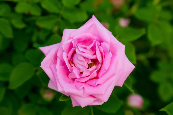 Rosa rosa en el jardín verde — Foto de Stock