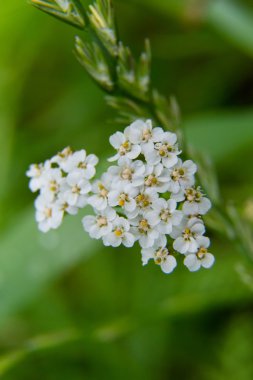 Yeşil arkaplanda beyaz çiçekler