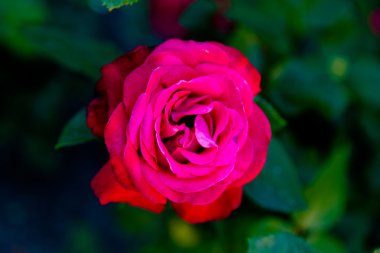 yeşil zemin üzerine gül çiçek