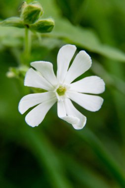 Yeşil arkaplanda beyaz çiçek