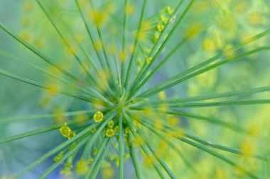 Fresh dill flowers close up clipart