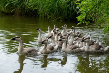 Domestic gooses swimming in water
