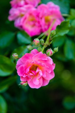 Yeşil zemin üzerine gül çiçek