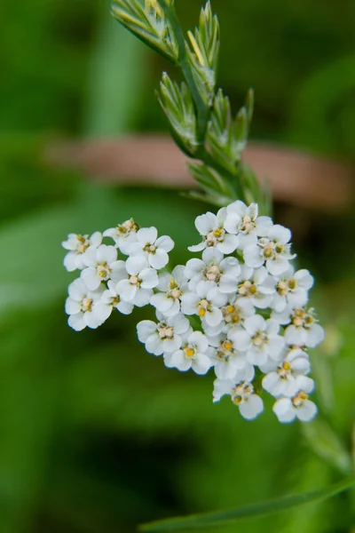 Fleurs blanches sur fond vert — Photo