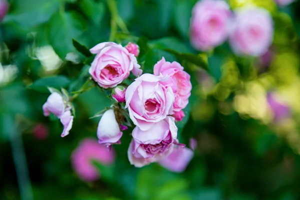 Flores rosas sobre fondo verde — Foto de Stock