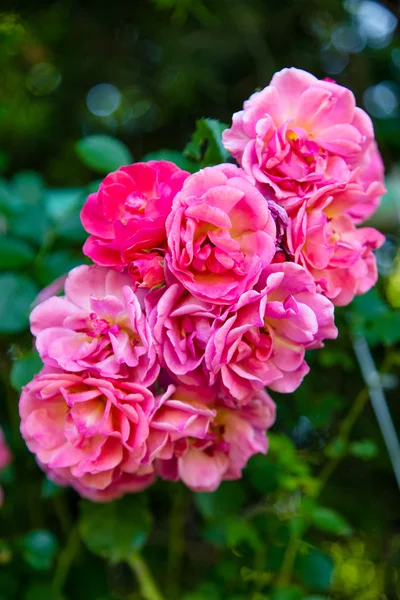 Розовые цветы на зеленом фоне — стоковое фото
