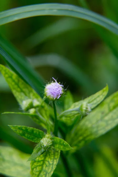 Camomille fleurs fermer — Photo