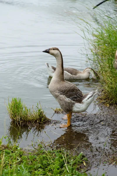 Ganso doméstico nadando en el agua —  Fotos de Stock