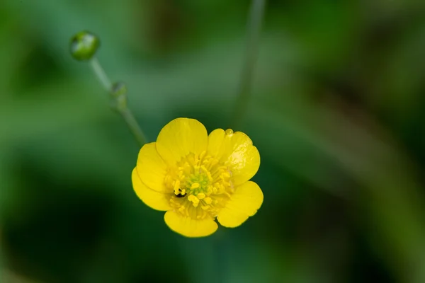 Gelbe Blume auf Garten Hintergrund — Stockfoto