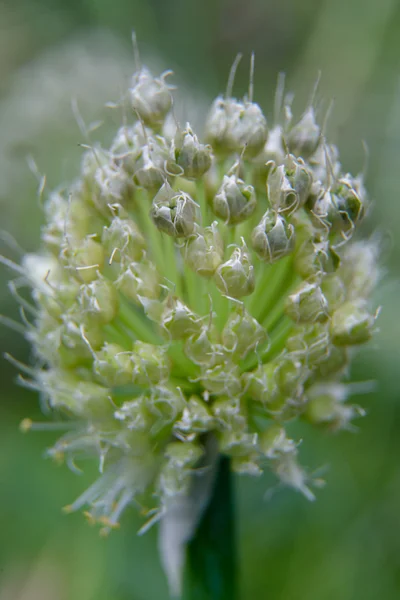 Fleurs blanches sur fond vert — Photo