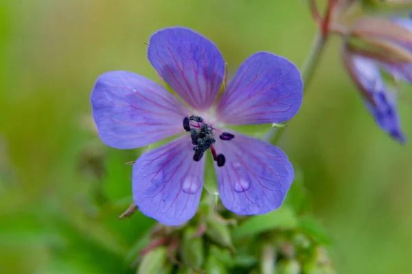 Fleur bleue sur fond vert — Photo