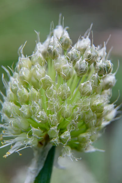 Yeşil arkaplanda beyaz çiçekler — Stok fotoğraf