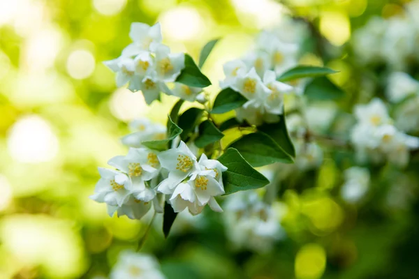 Fleurs blanches sur fond vert — Photo