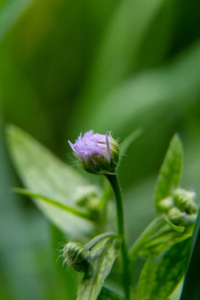 Fleur bleue sur fond vert — Photo