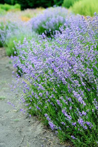 Fiori blu su sfondo verde — Foto Stock