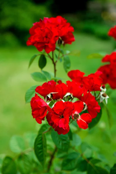 Rosa blommor på grön bakgrund — Stockfoto