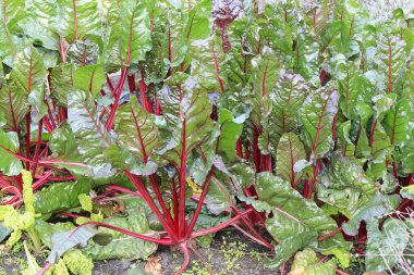 Ev bahçesinde iyi pancar hasadı var.