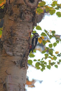 Ağaçkakan huş ağacının dalındaki böceği temizler