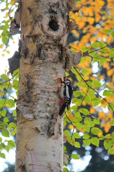 Woodpecker Remove Bug Ramo Bétula — Fotografia de Stock