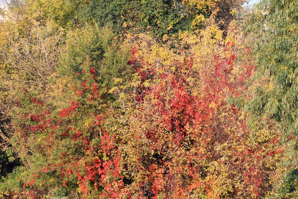 Heldere Herfst Veelkleurig Botanische Tuin — Stockfoto