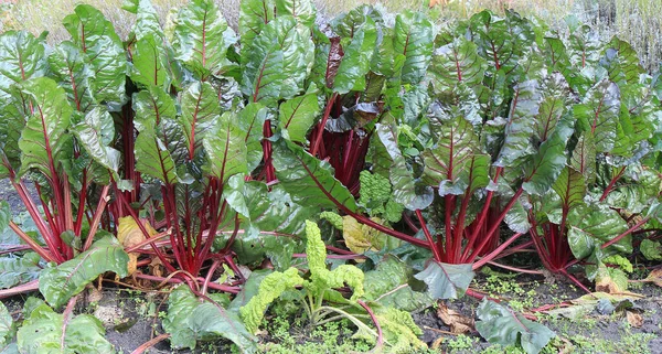 Good Harvest Beets Home Garden Royalty Free Stock Images