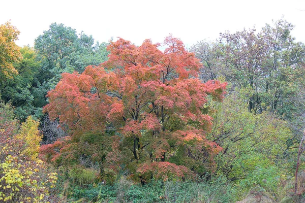 Милый Уютный Уголок Осеннем Парке — стоковое фото