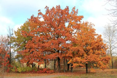 Sonbahar parkında şirin bir köşe.