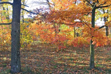 Sonbahar parkında şirin bir köşe.