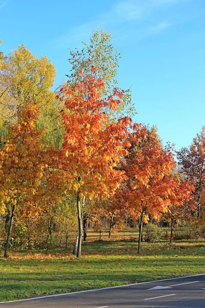 Lindo Rincón Acogedor Parque Otoño — Foto de Stock