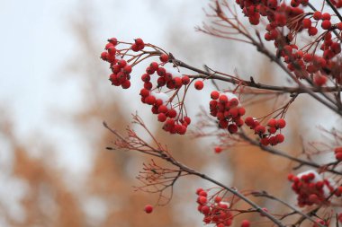 Olgunlaşmış dağ külü kümesi