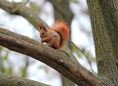 Sonbahar parkındaki meraklı sincap.