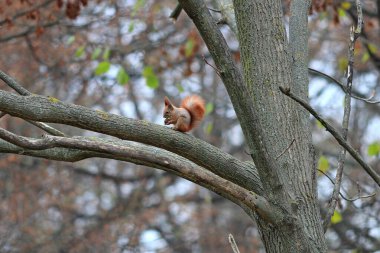 Sonbahar parkındaki meraklı sincap.