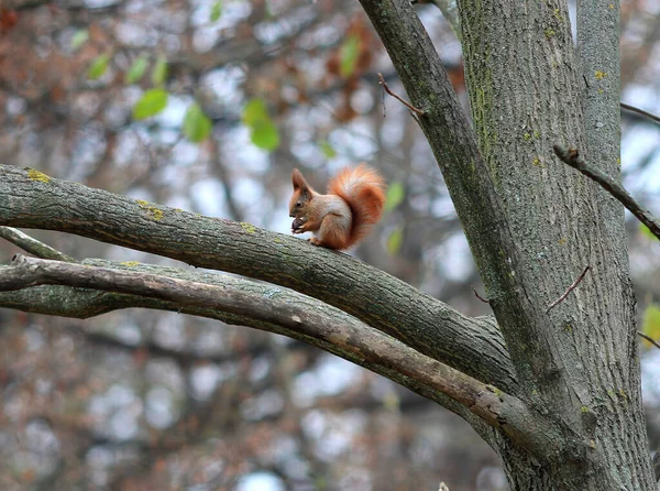 Neugieriges Eichhörnchen Herbstpark — Stockfoto