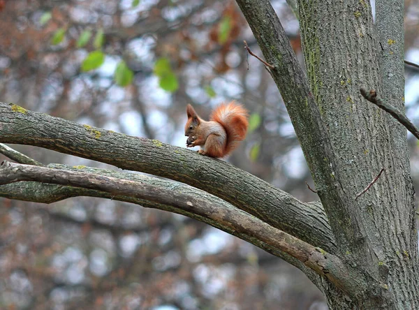 Neugieriges Eichhörnchen Herbstpark — Stockfoto