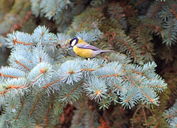 Curious Tit Autumn Park — Stockfoto