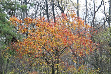 Sonbahar parkında şirin bir köşe.