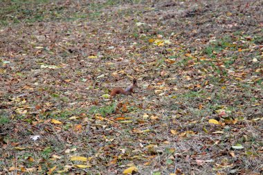 Sonbahar parkındaki meraklı sincap.