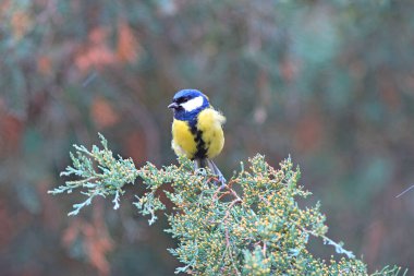 Küçük meme faresi sonbahar parkında bir dalda dinleniyor.