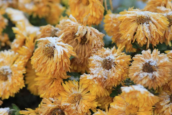Φθινοπωρινά Λουλούδια Καλυμμένα Πρώτο Χιόνι — Φωτογραφία Αρχείου