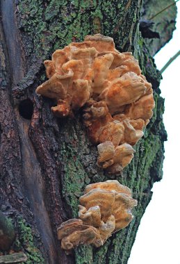  Yosun kaplı bir gövdede alışılmadık bir ağaç mantarı.