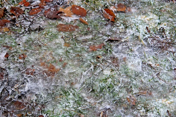 Mróz Trawie Pierwszym Śniegu — Zdjęcie stockowe
